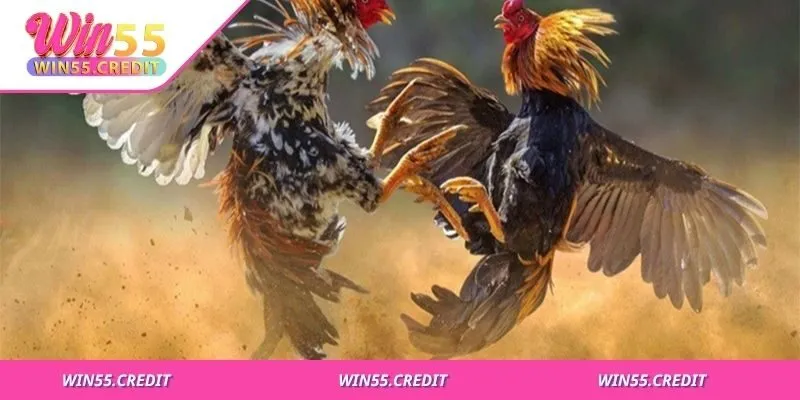 Cách Chọn Gà Chọi Đúng Chuẩn Từ Ngoại Hình Đến Thể Lực 2 Mỗi giống có ưu thế về sức, đòn hoặc độ bền riêng