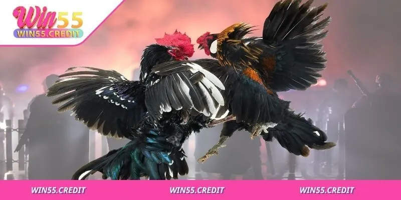 Cách Chọn Gà Chọi Đúng Chuẩn Từ Ngoại Hình Đến Thể Lực 3 Không chọn vội, nên thử gà trước khi xuống tiền