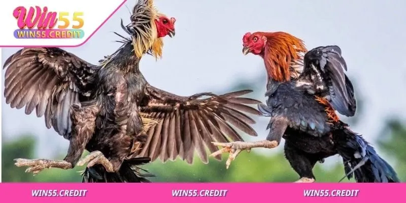 Ăn đúng - tập đều - hồi phục nhanh mới tạo được chiến kê mạnh