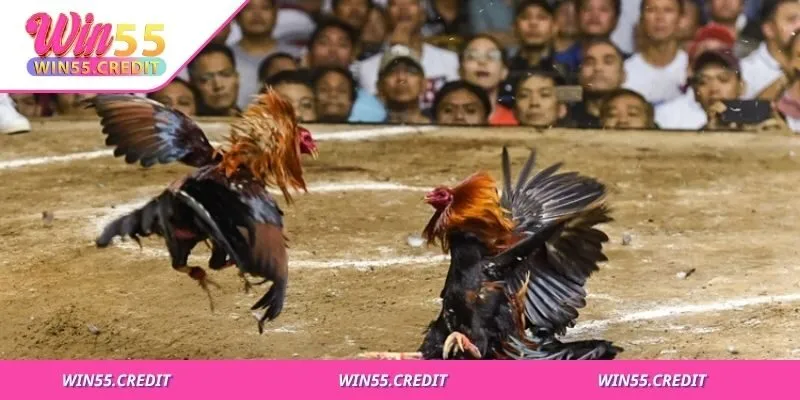 Chế độ hậu thi đấu quan trọng không kém giai đoạn nuôi