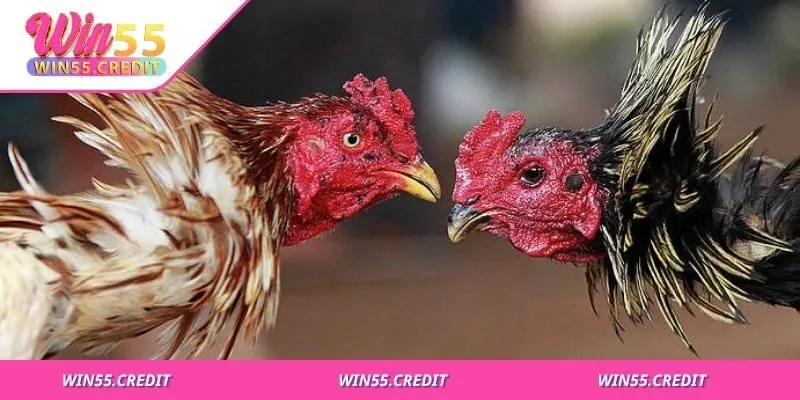 Giới thiệu tổng quan về game đá gà thu hút người chơi bởi sự độc đáo